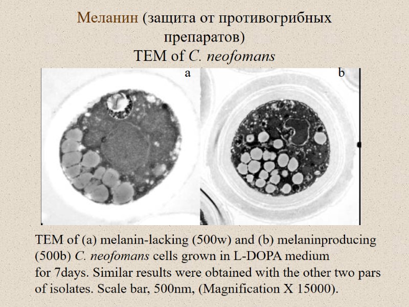 Меланин (защита от противогрибных препаратов) TEM of C. neofomans  TEM of (a) melanin-lacking